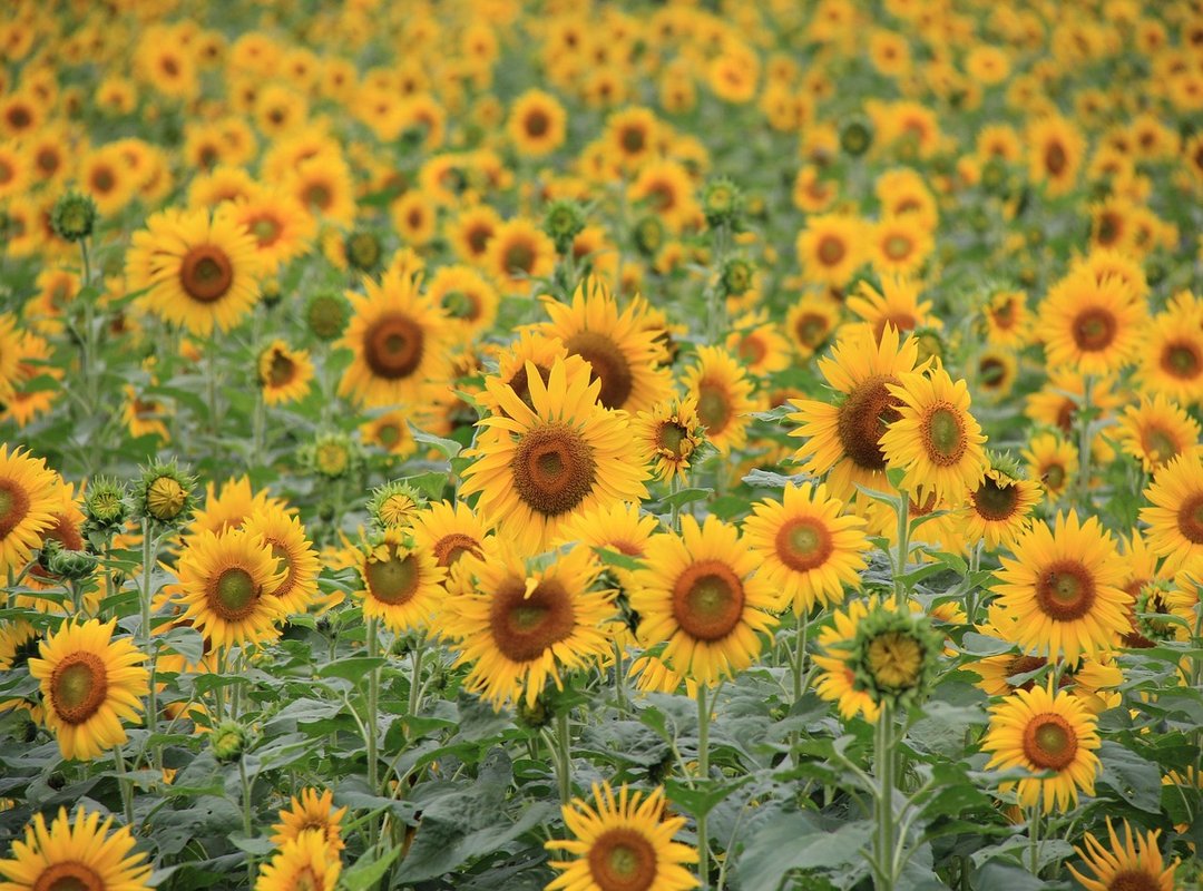 Mopfell78 Version Pc